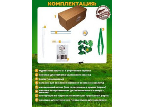 Муравьиная ферма с муравьями, формикарий 8,5*9,4*15,5