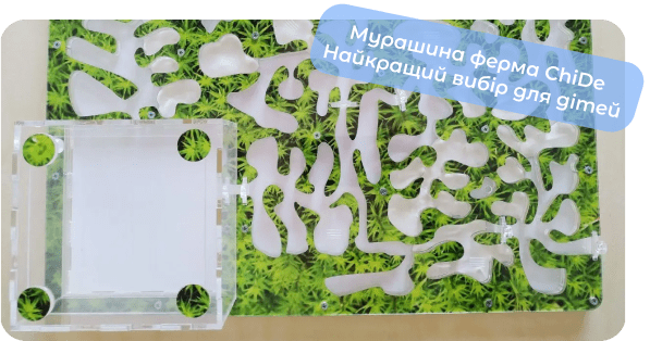 купити мурашину ферму з мурахами chide