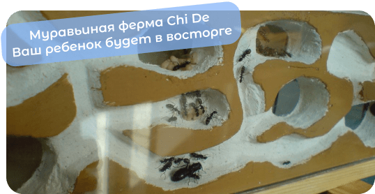 купить формикарий чайд