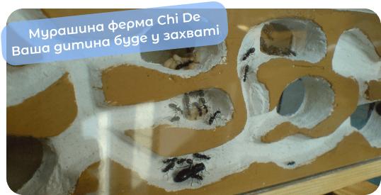 мурашина ферма купитичайд
