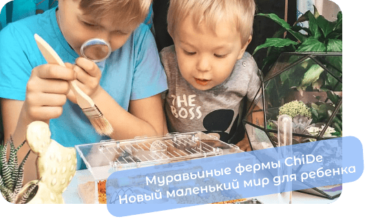 купить формикарий в украине