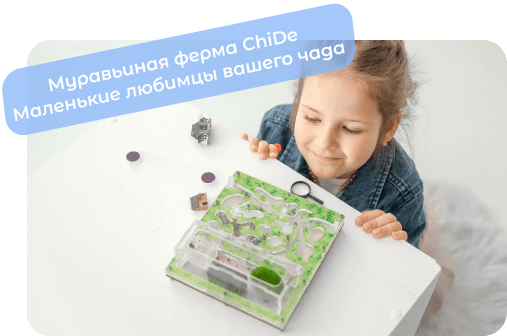 купить муравьиную ферму chide